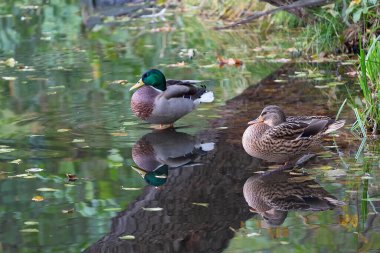 Bir göletin kıyısında dinlenen iki yaban ördeği. Hayvan.