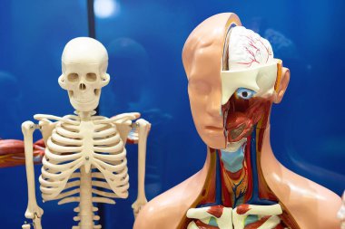İnsan iç organlarını ve anatomisini incelemek için modeller. Eğitim ve Tıp