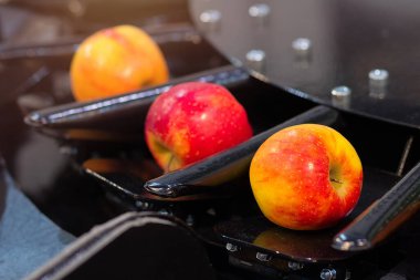 Taşıyıcı bant, taze elmalar bir fabrikada sıralanır. Gıda endüstrisi