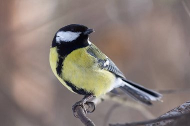 Great tit perched on a branch close-up. Bird