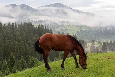 Kahverengi at bir dağ çayırında otluyor. Karpatlar