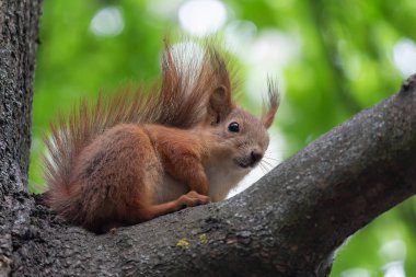Ağaçtaki eğlenceli kırmızı sincap. Hayvanlar