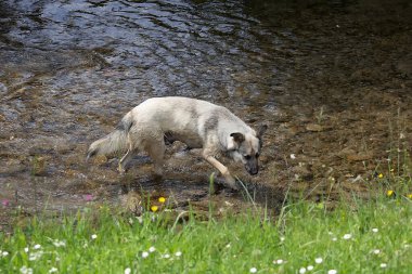 A stray dog bathes in the river in summer. Animals clipart