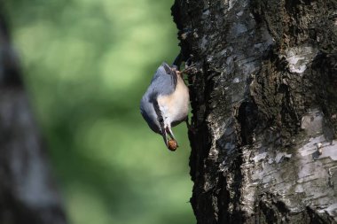 Ağaç gövdesine tüneyen tımarhane böcekleri yakalar. Kuşlar