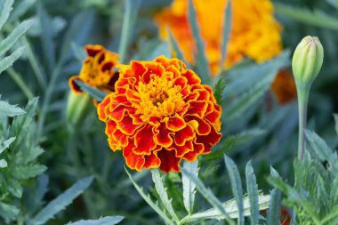 Marigold ya da Etiket sarı çiçekleri yakın çekim