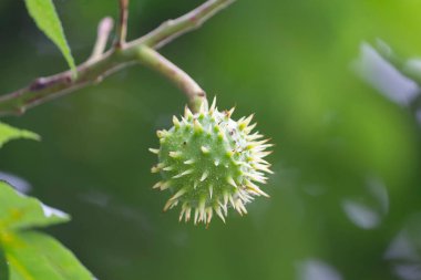 At Kestanesi Ağacı 'nda (Aesculus hippocastanum) büyüyen bir kestane ağacı. Doğa