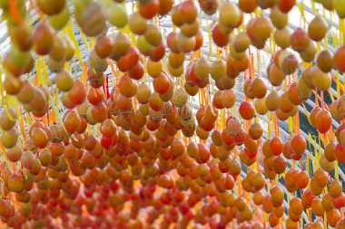 Kemer sapında Paskalya yumurtası süslemesi. Paskalya arkaplanı