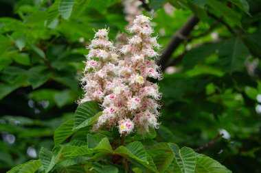 Baharda açan bir kestane ağacı, kırmızı kestane rengi fındıklı ve yeşil yapraklı güzel bir beyaz.