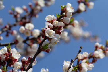 Gökyüzünün arka planında çiçek açan bir ağacın dalı. Bahar