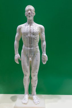 Üzerinde akupunktur şeması olan anatomik bir model. Tıbbi ekipman