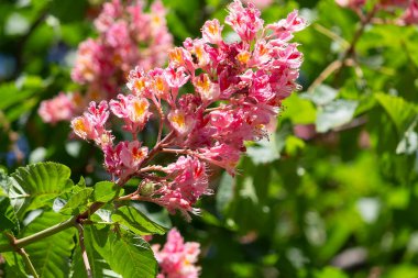 Kırmızı At-Kestane Çiçeği (Aesculus carnea) yakın plan. Doğa