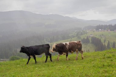 İnekler yağmurda bir dağ otlağında otlarlar. Karpatlar