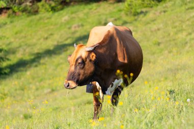 İnek yeşil bir çayırda otlar, sakin bir kırsal alan. Hayvan.