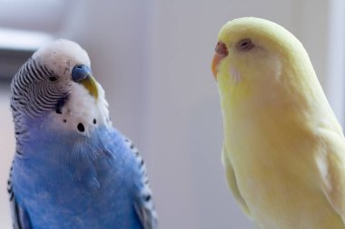 Mavi ve sarı muhabbet kuşu ve kuşun yakın çekimi. Kuş