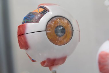 İnsan gözünün anatomik plastik modeli. Tıp ve eğitim