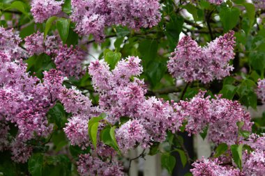 Baharda çiçek açan leylak çiçekleri. Doğa