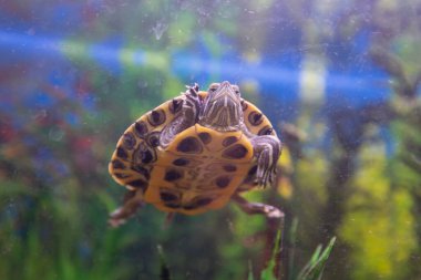 Ev akvaryumunda küçük bir kaplumbağa yüzüyor. Hayvanlar