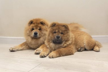 Chow chow cinsinin köpekleri yerde yatar. Hayvan.