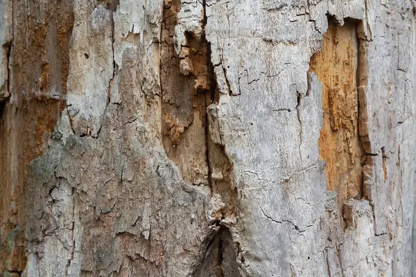Yaşlı ağaçta derin çatlaklar var. Arkaplan ve dokular