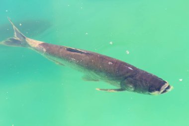 Sazan balık çiftliğindeki havuzda yüzer. Balık