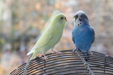 İki papağan kafesi üzerinde oturuyorsun. Kuşlar