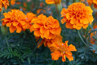 Yatakta turuncu kadife çiçekleri yağmur gibi terler. Çiçekler.