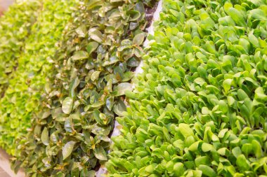 Serginin peyzaj tasarımı için yemyeşil yapay çit panelleri