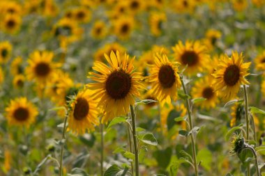Güneş tarafından aydınlatılan tarlada ayçiçeği yetişir. Doğa