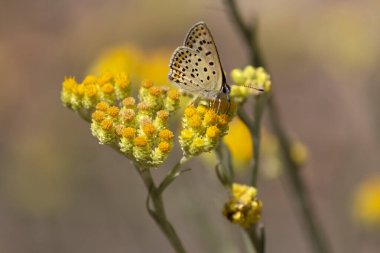 Kelebek Brauner Feuerfalter sarı bir çiçeğin üzerinde oturuyor. Böcek
