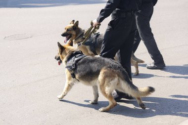 Polis Alman çoban köpekleri ve subaylar hizmette. Köpekler.
