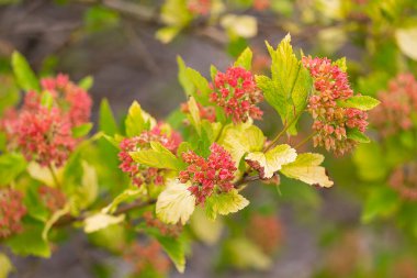 Physocarpus Opulifolius bitkisi güneş tarafından aydınlatılır. Doğa