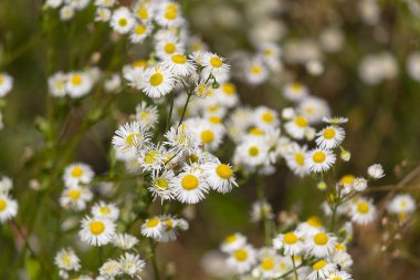Erigeron Annuus çiçekleri ayrıca yıllık pire, papatya pire ya da papatya bitleri olarak da bilinir. Doğa