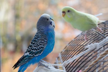Bir odada kafeste oturan iki muhabbet kuşu. Kuşlar