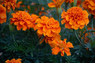 Yatakta turuncu kadife çiçekleri yağmur gibi terler. Çiçekler.