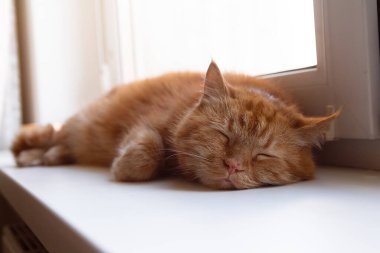 Kırmızı kedi pencere pervazında dinleniyor. Evcil hayvanlar
