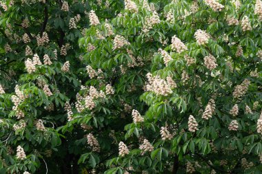 Kestane ağacı baharda açar, beyaz kestane fındıklı fındıklı. Doğa