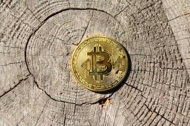 Tahta yüzeyde tek altın bitcoin duruyor. Kavram