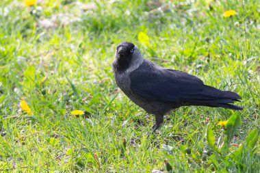 Çimlerin üzerinde yiyecek arayan bir karga. Kuşlar
