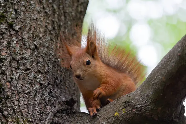 Kızıl sincap ağaçta oturur. Hayvanlar