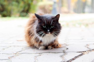 Şehir yolunda oturan evsiz bir kedi. Hayvan.