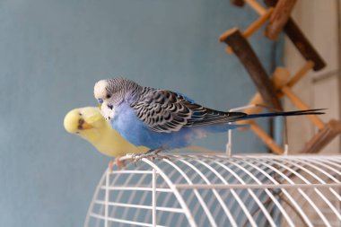 Bir kafeste oturan iki muhabbet kuşu. Kuşlar