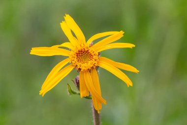 Arnica Montana 'nın yeşil bir arka planı var. Çiçekler.