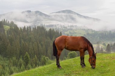 Kahverengi at bir dağ çayırında otluyor. Karpatlar
