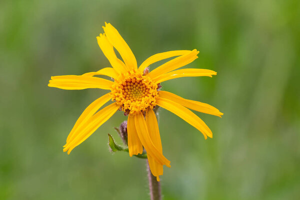 Arnica montana close-up on a green background. Flowers
