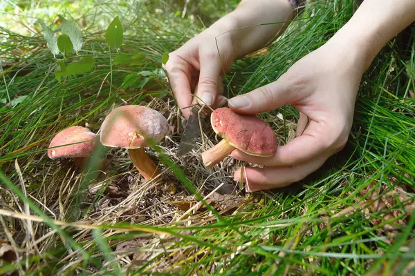 Ormanda bıçakla mantar kesen kadının elleri