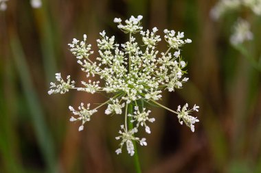 Blooming Daucus Carota 'ya yakın çekim. Doğa