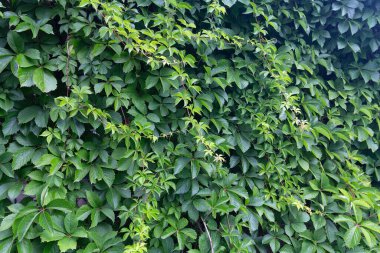 Virjinya sürüngeni (Parthenocissus) yıpranmış duvara karşı. Doğa