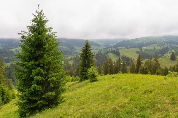 Dağlardaki doğa, güzel manzaralar, yazın güzel dağ manzaraları, Karpatlar, Ukrayna