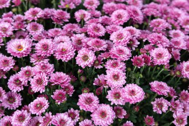 Bahçede mor kasımpatı. Çiçekler.