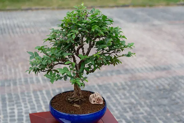 Dışarıdaki küçük bonsai ağacı. Japon kültürü